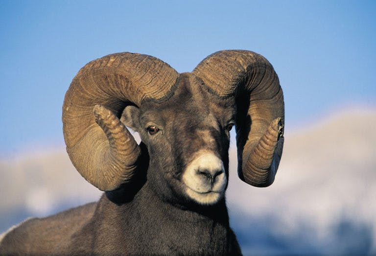 big-horn-sheep