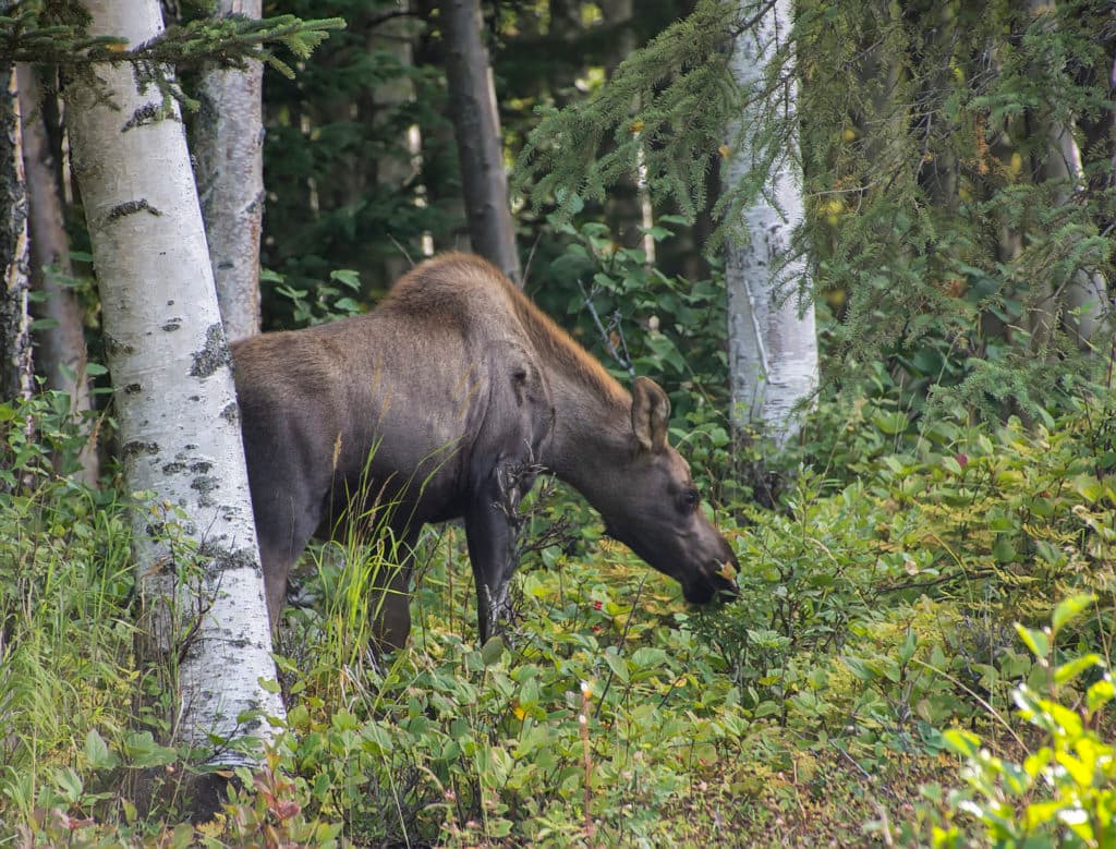 Moose_grazing