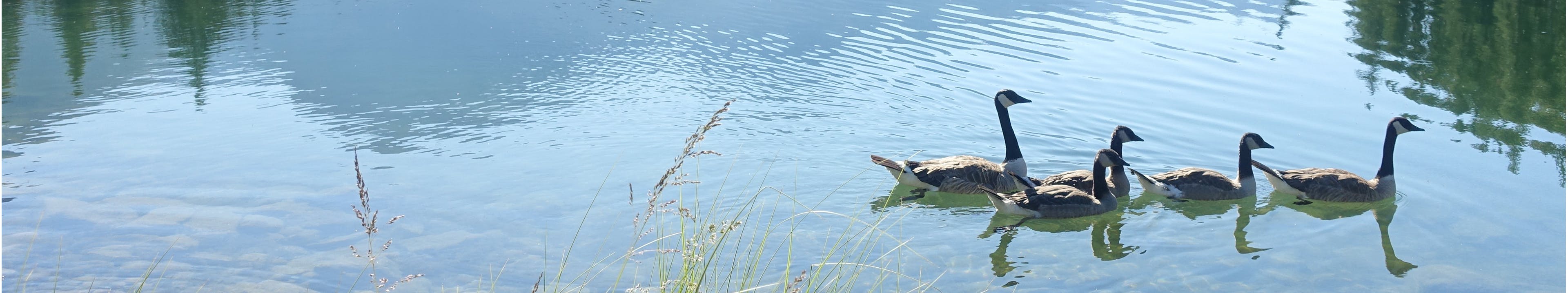 Geese on Mountain Lake